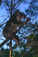 Image of koalas