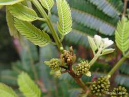 Image of Albizia pedicellaris (Dc.) L. Rico