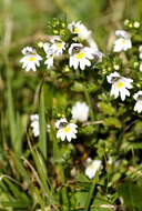 Imagem de Euphrasia officinalis subsp. officinalis