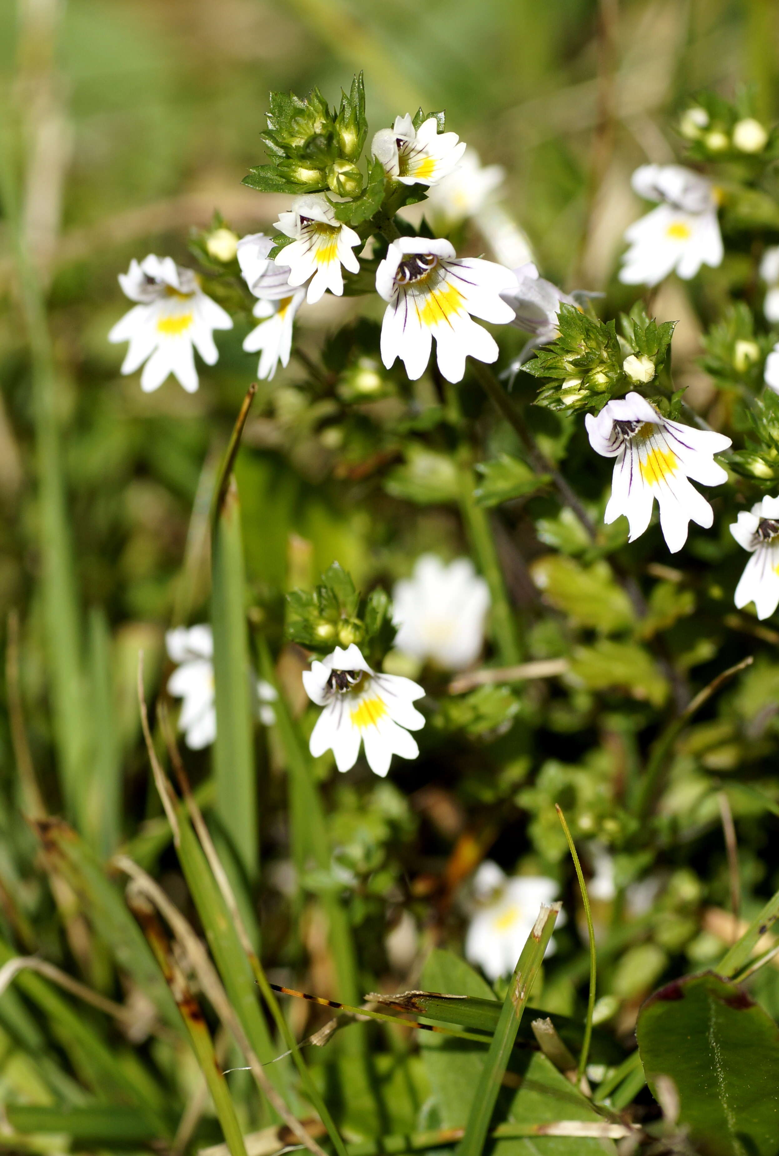 Image of Euphrasia officinalis L.