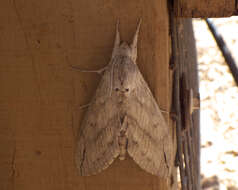 Image of Sphingidae