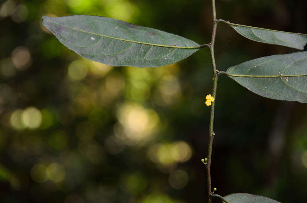 Image of Microdesmis caseariifolia Planch. ex Hook.