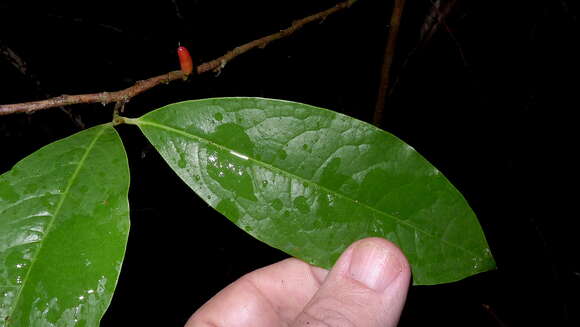 Image of Erythroxylum martii Peyr.