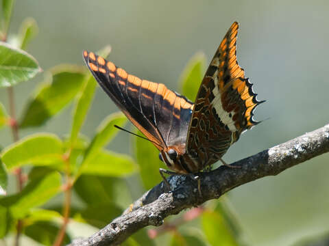 Image of Two-tailed Pasha