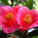 Image of Hong Kong Camellia