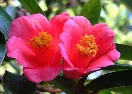 Imagem de Camellia hongkongensis Seem.