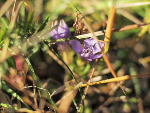 Image of Gentianella austriaca (A. & J. Kern.) Holub