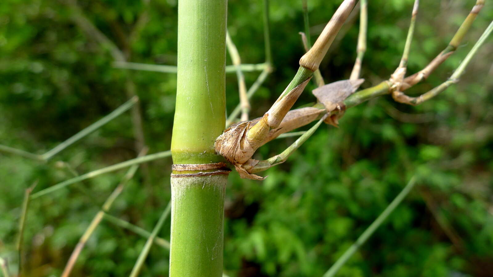 Image of Guadua paniculata Munro