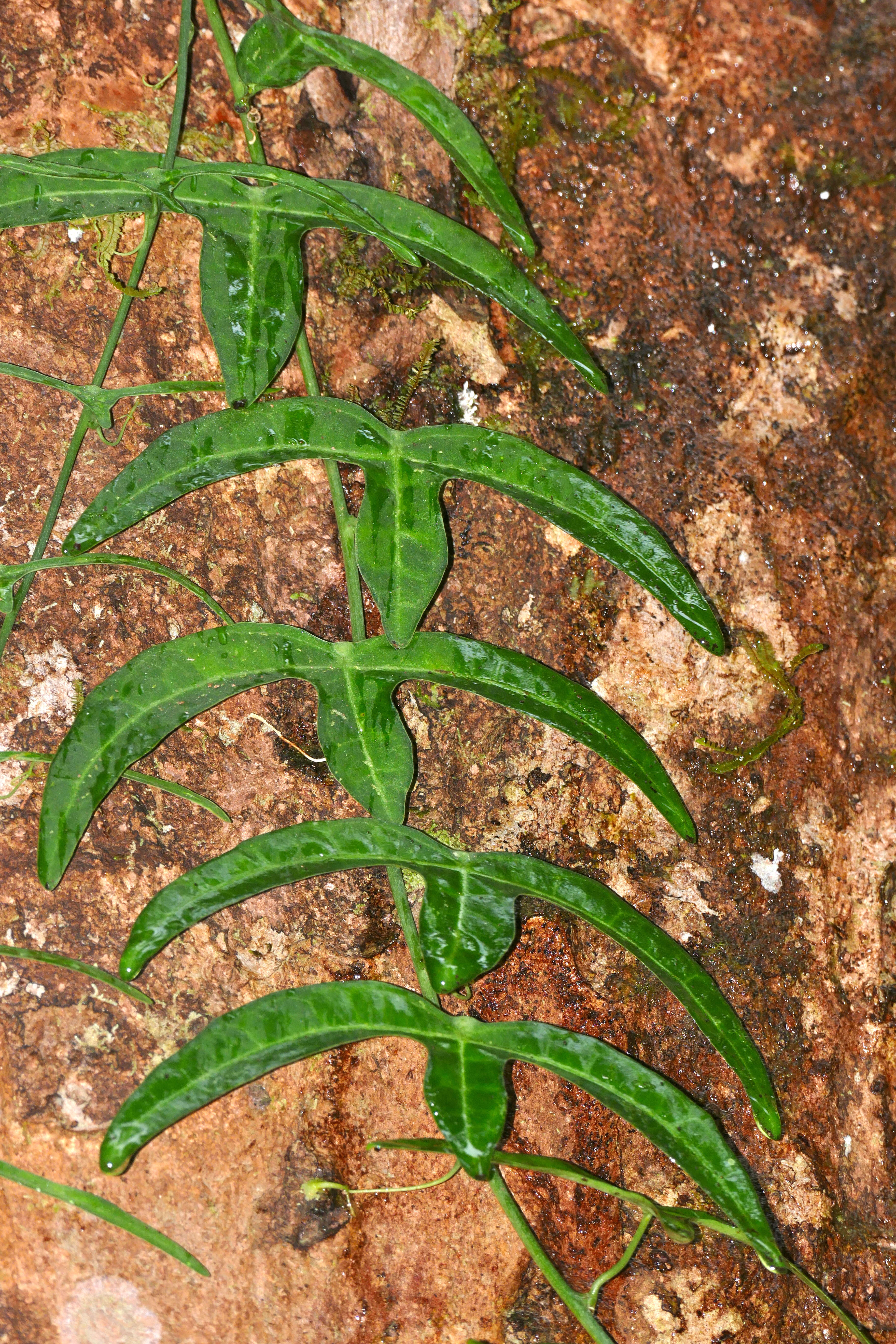 Sivun Adenia cordifolia (Bl.) Engl. kuva