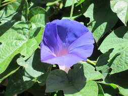 Image of Beach moonflower