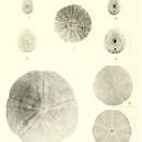 Image of Pseudechinus hesperus H. L. Clark 1938