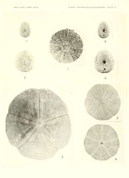 Image de Pseudechinus Mortensen 1903