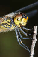 Image of Austrothemis Ris 1909