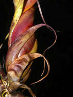 Image of twisted airplant