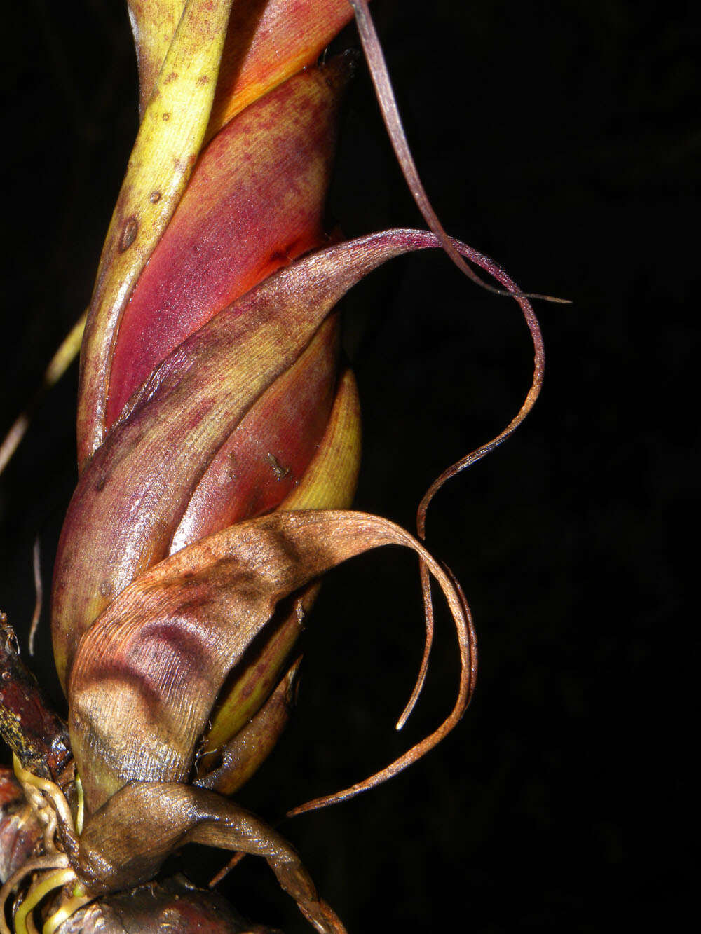 Image of twisted airplant