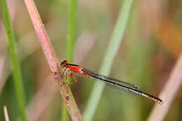 Image of forktail