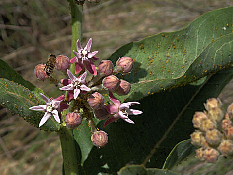 Image of milkweed