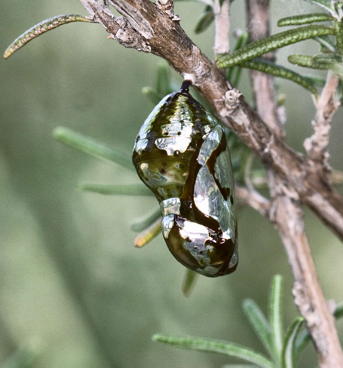 Image of Euploea