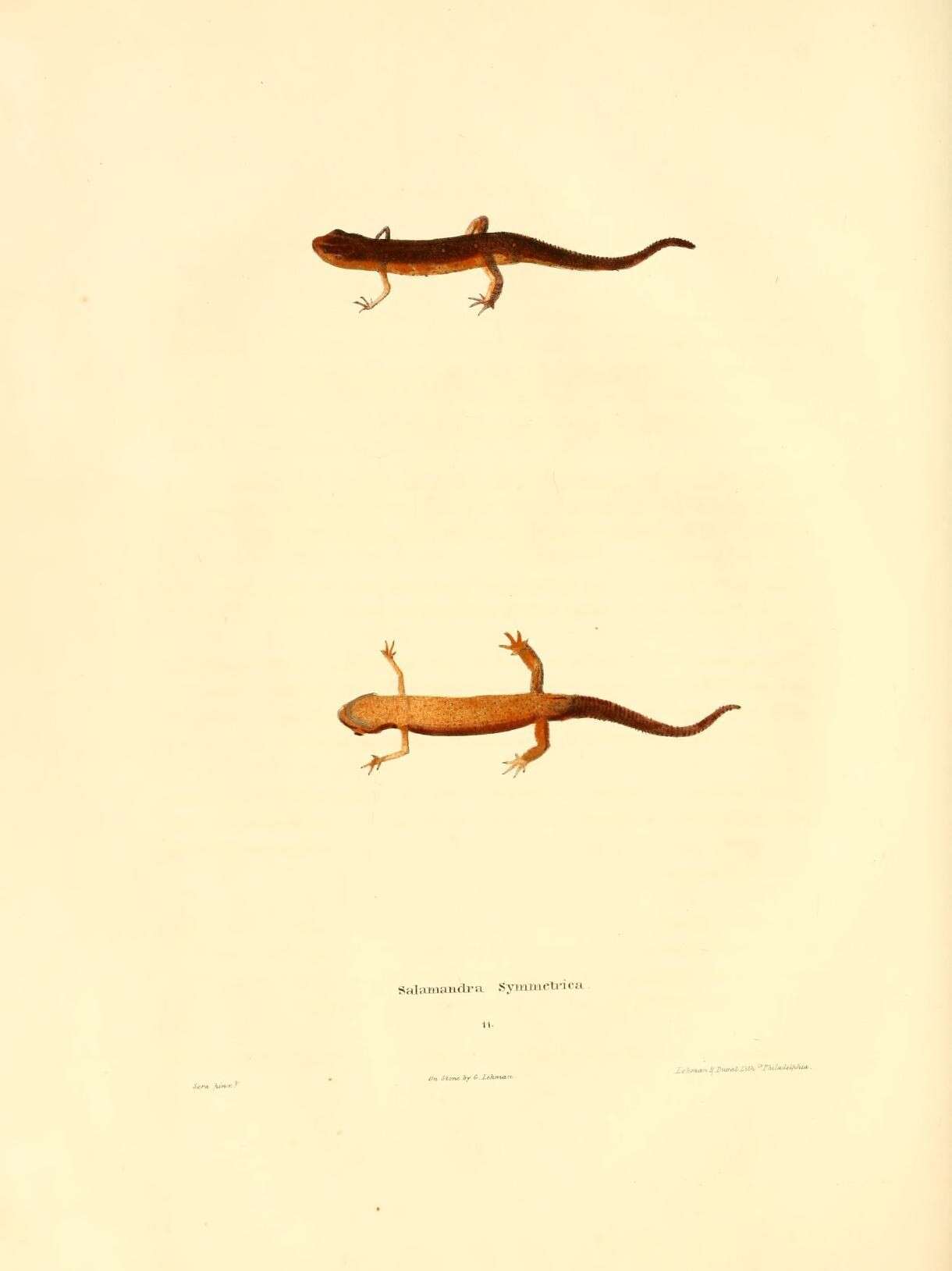 Image of Salamandra symmetrica