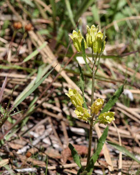 Image of Savannah Milkweed