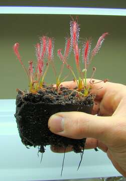 Imagem de Drosera oblanceolata Y. Z. Ruan