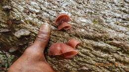 Image of Auricularia delicata (Mont. ex Fr.) Henn. 1893