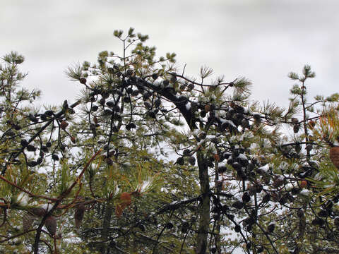 Image of pitch pine