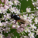 Cheilosia impressa (Loew 1840) resmi