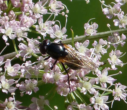 Cheilosia impressa (Loew 1840) resmi