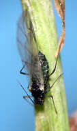 Image of Aphis helianthi