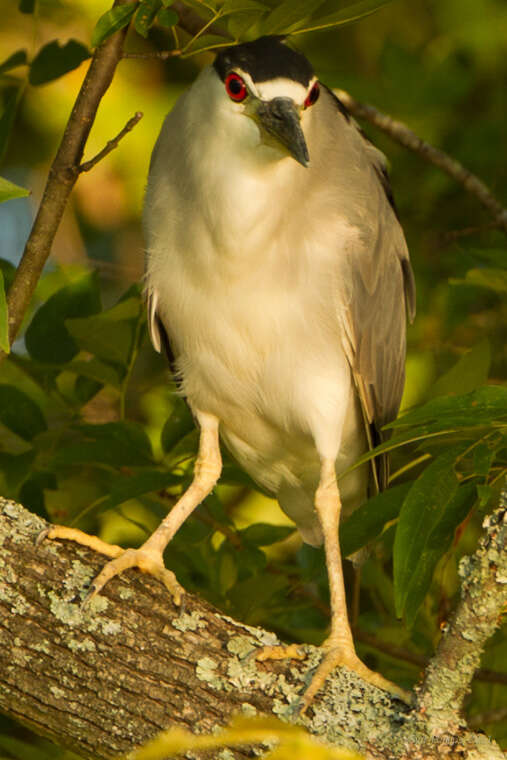 Image of Night Herons