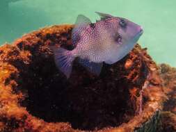 Image of Triggerfish