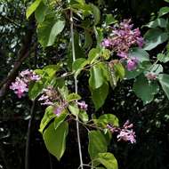 Imagem de Cuspidaria floribunda (A. DC.) A. Gentry