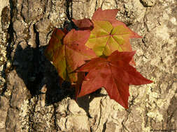 Image of American Sweetgum