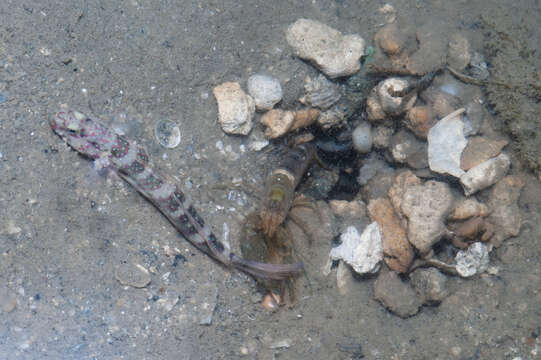 Image of Pink-speckled shrimpgoby