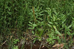 Image of Fringed orchids