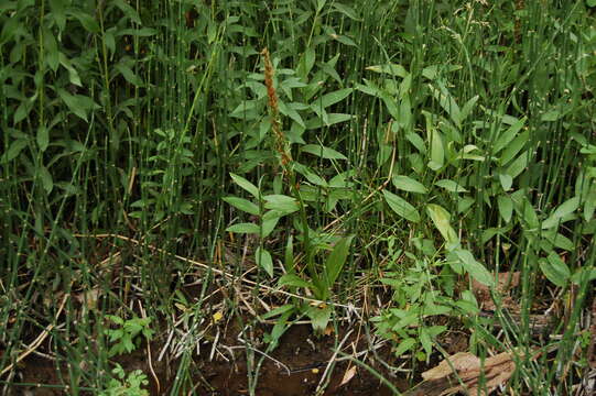 Image of Northern green orchid