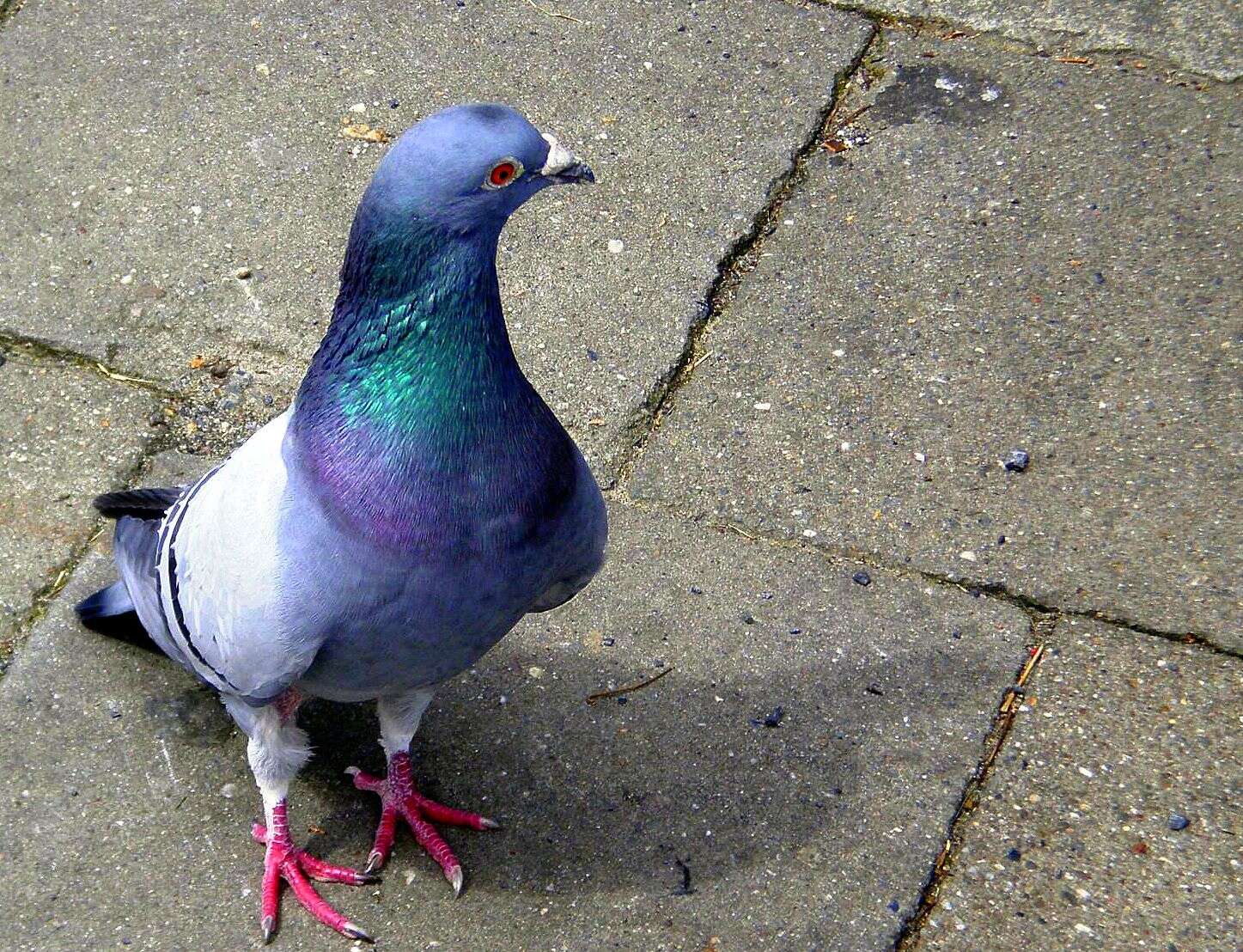 Image of Common Pigeon