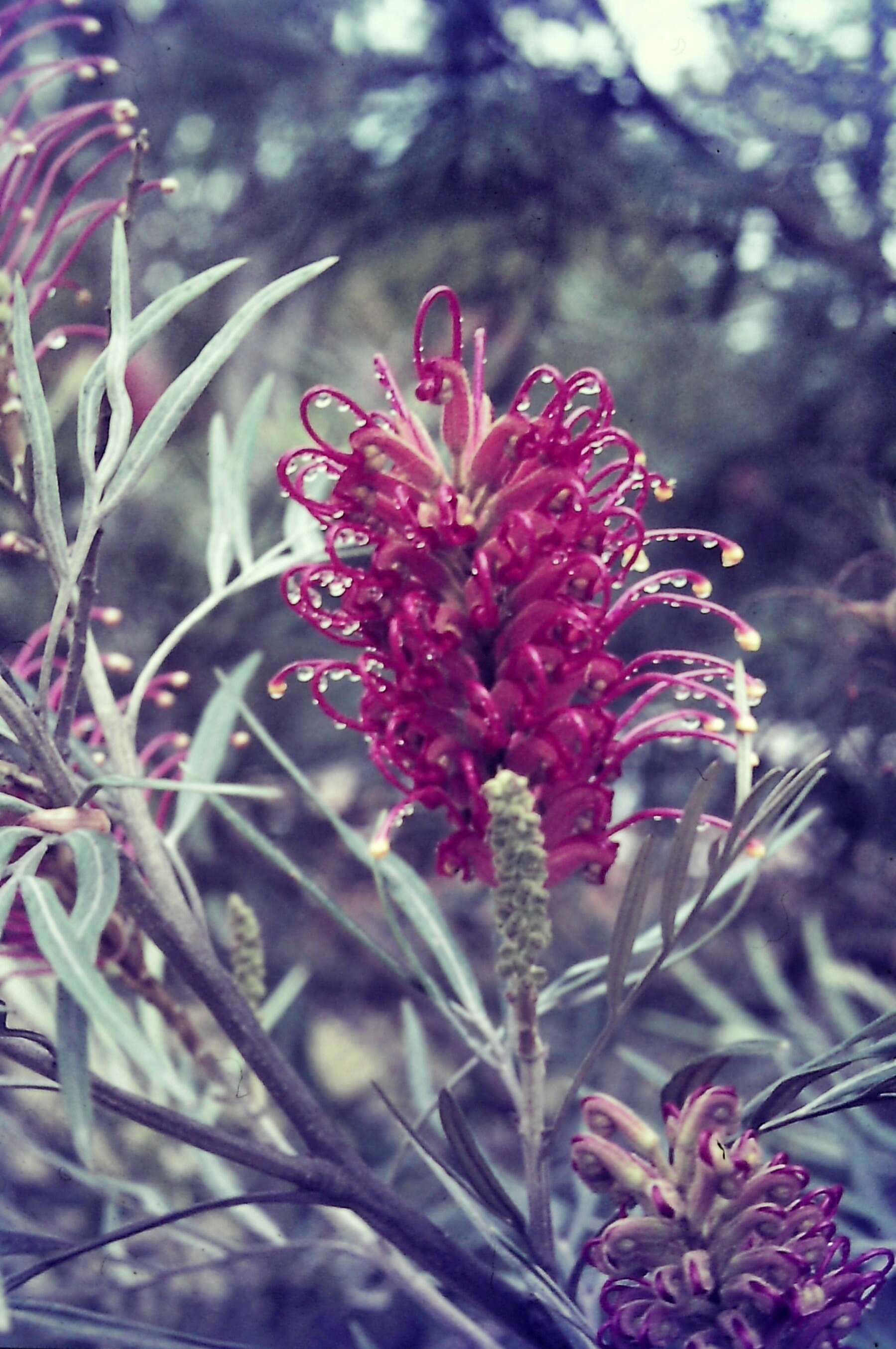 Image of Silky-oak