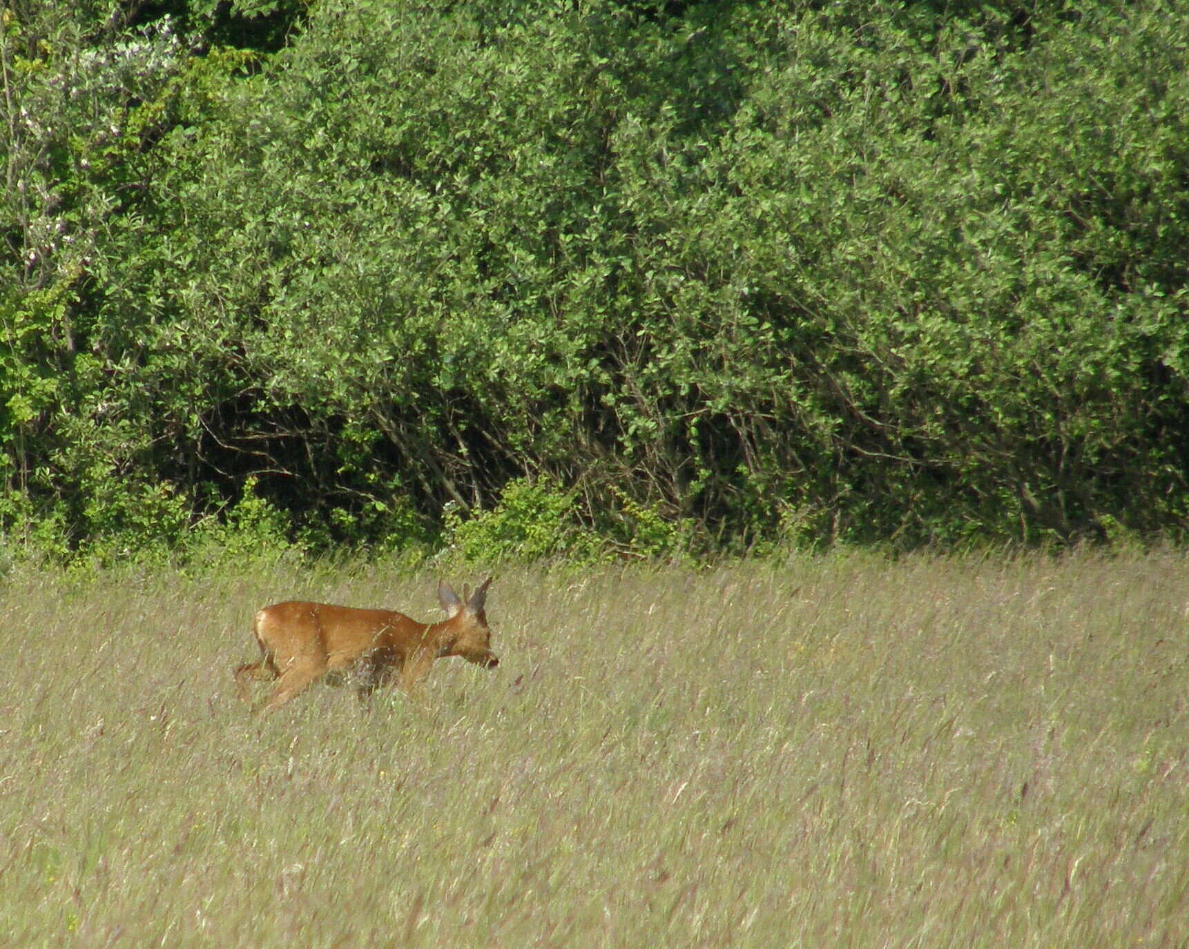 Image of Roe Deer