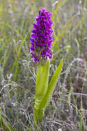 Image of Early marsh-orchid