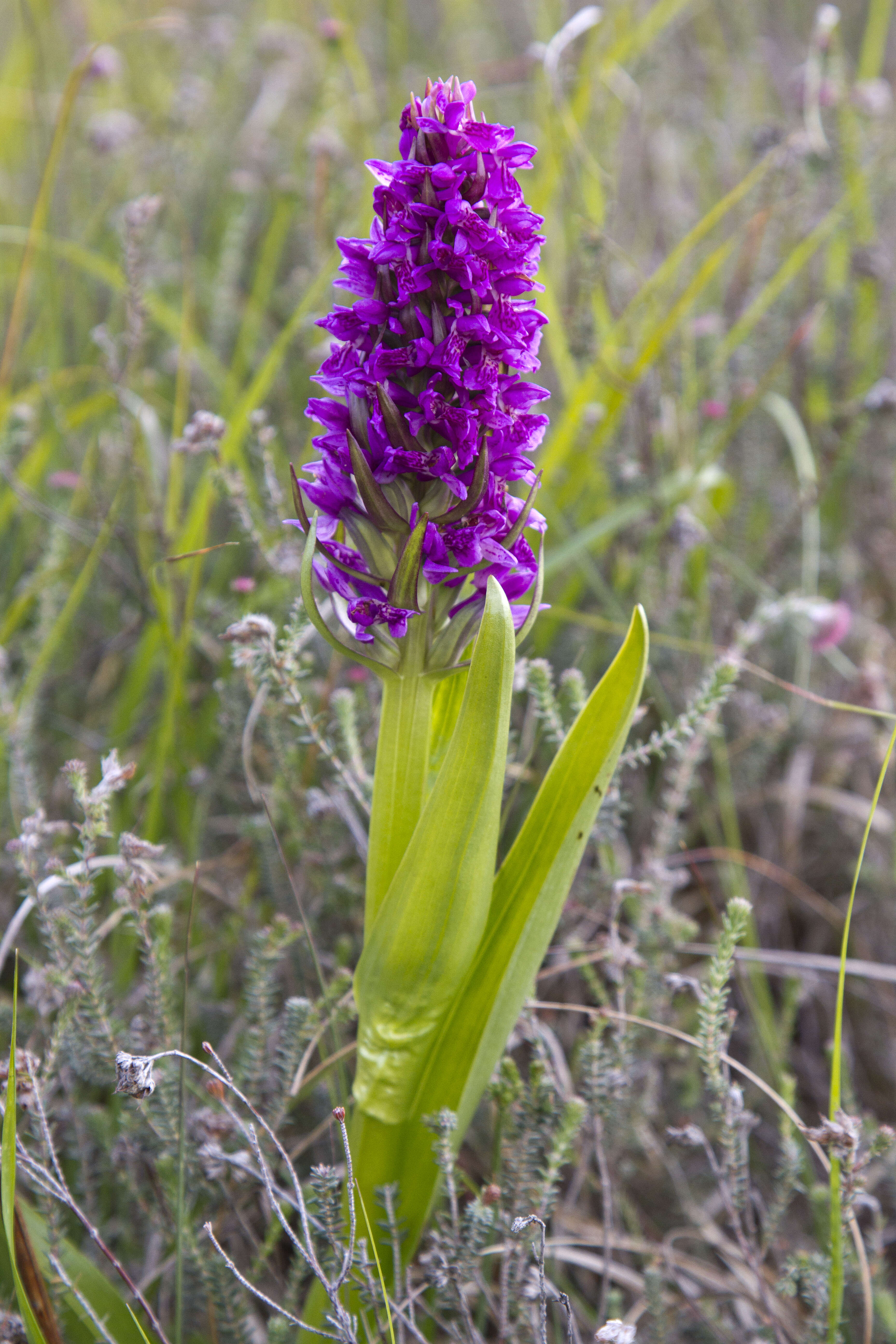 Image of Early marsh-orchid