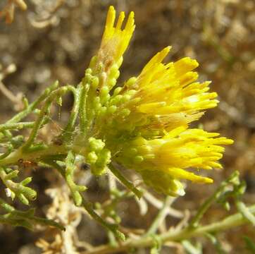 Image of burroweed