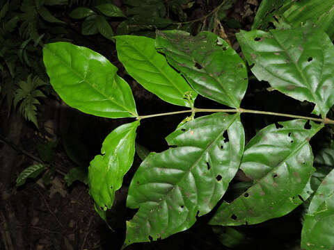 Image of Malpighia albiflora (J. Cuatrec.) J. Cuatrec.