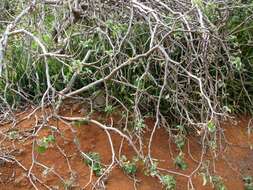 Imagem de Jatropha cinerea (Ortega) Müll. Arg.