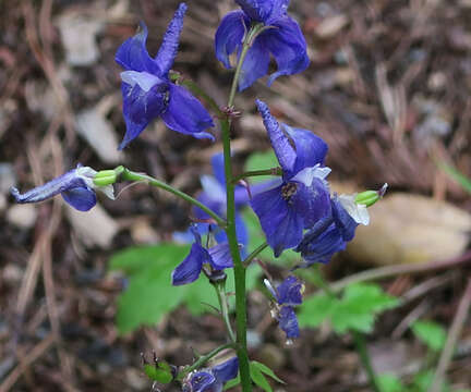 Image of Baker's delphinium