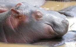 Image of Common Hippopotamus