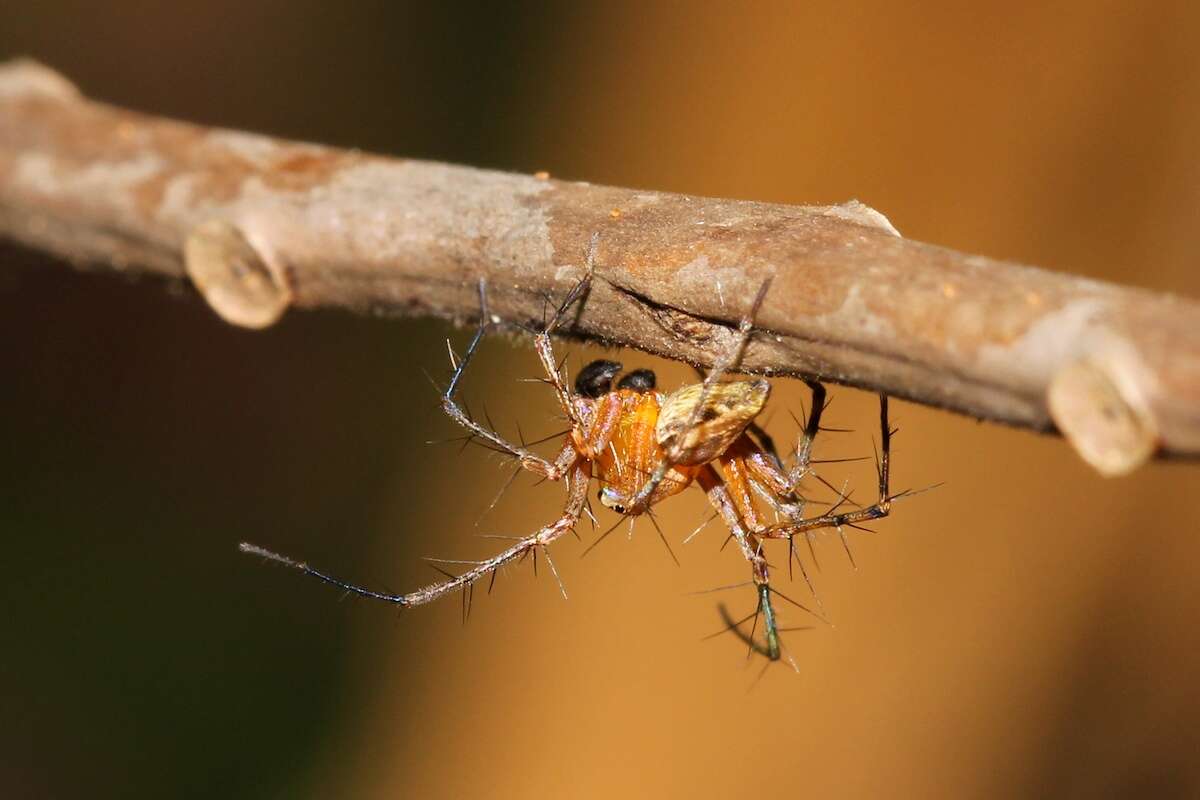 Image of lynx spider