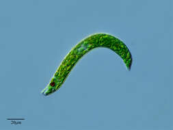 Image of Euglena deses