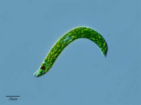 Image de Euglena deses